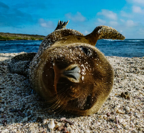 Galapagos Islands